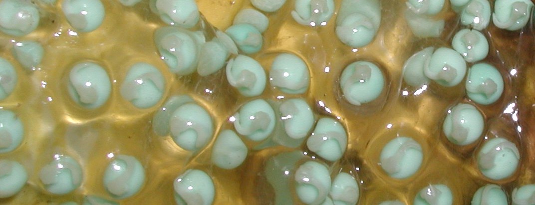 RETF Egg Development 04