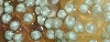RETF Egg Development 05