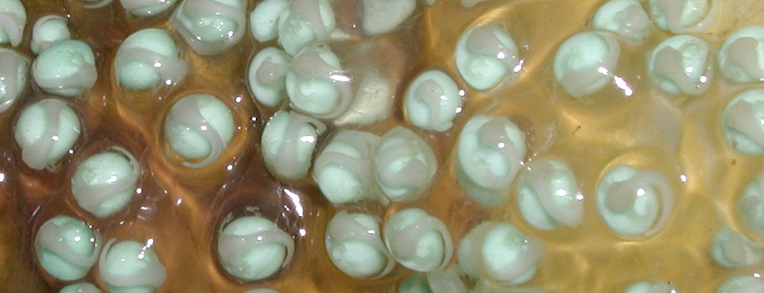 RETF Egg Development 05