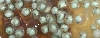 RETF Egg Development 06