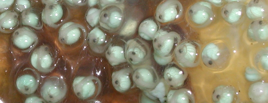 RETF Egg Development 06