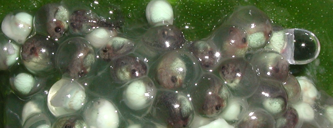 RETF Egg Development 07