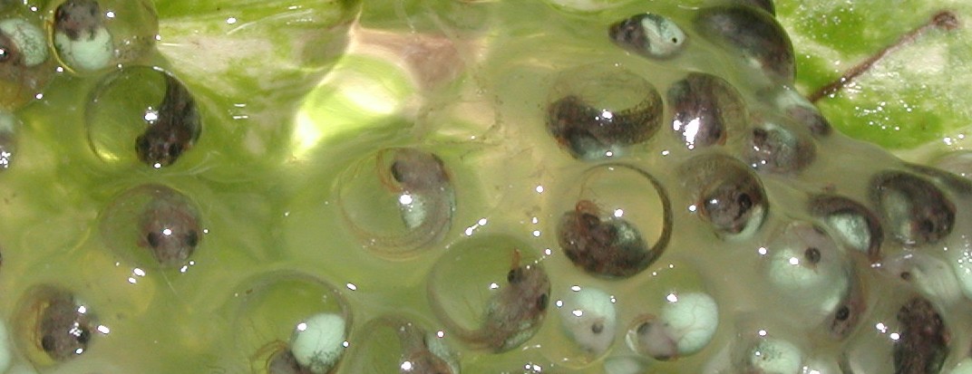 RETF Egg Development 08