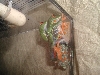 RETF Egg Laying 01