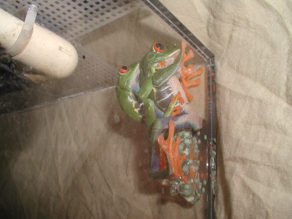 RETF Egg Laying 01