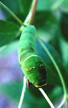two-tailed swallowtail caterpillar
