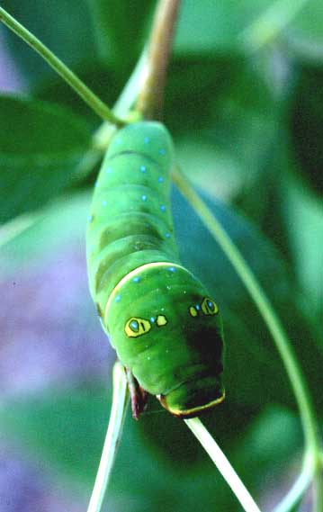 two-tailed swallowtail caterpillar