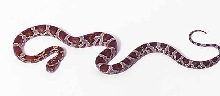 hatchling merli line okeetee corn