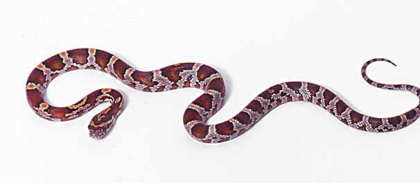 hatchling merli line okeetee corn