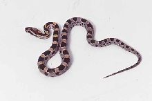hatchling abbott line okeetee corn