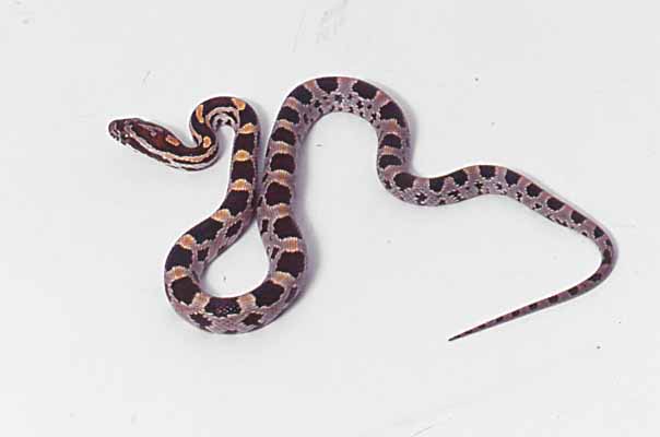hatchling abbott line okeetee corn