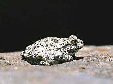 canyon treefrog