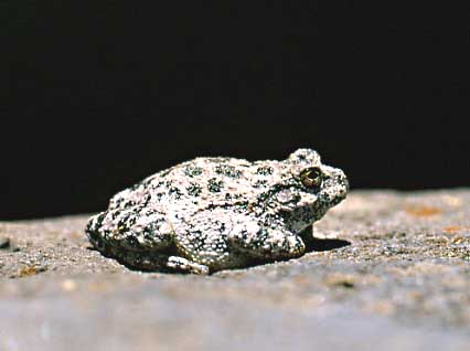 canyon treefrog