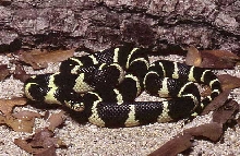 arizona common kingsnake
