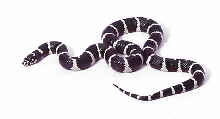 pinstripe cal king from baja, form "conjuncta"