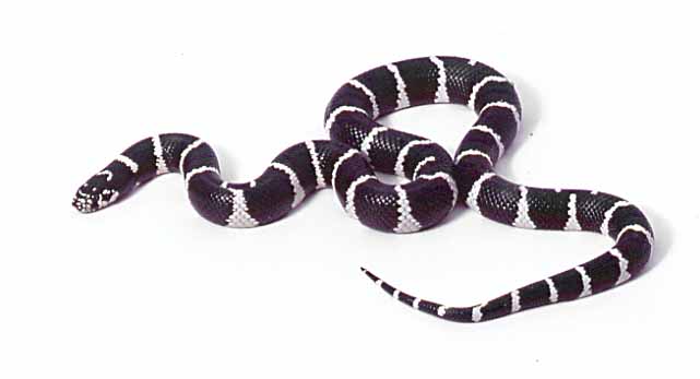 pinstripe cal king from baja, form "conjuncta"