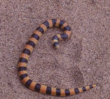 banded sand snake