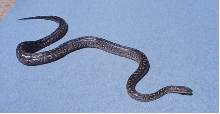 bimini boa