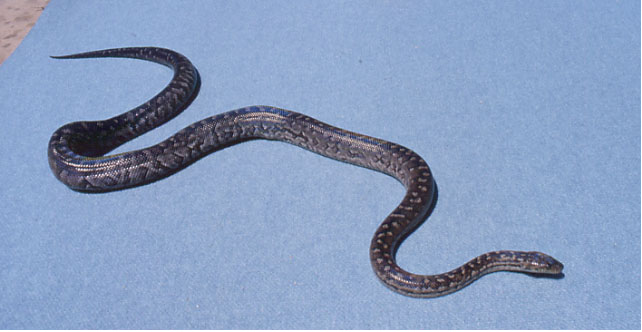bimini boa