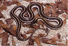 arizona black necked garter snake
