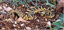 southern arizona blacktailed rattlesnake