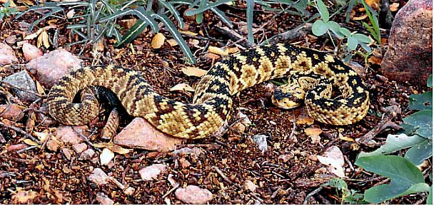 southern arizona blacktailed rattlesnake