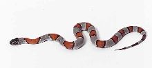hatchling blair's phase gray banded king