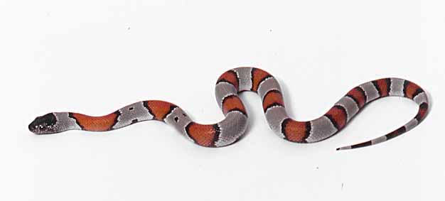 hatchling blair's phase gray banded king