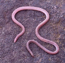 blind snake