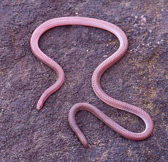blind snake