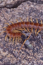 desert centipede and snack