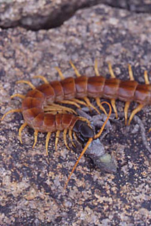 desert centipede and snack