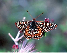 chalcedon checkerspot
