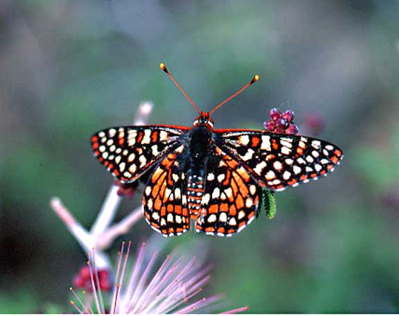 chalcedon checkerspot