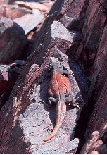 chuckwalla