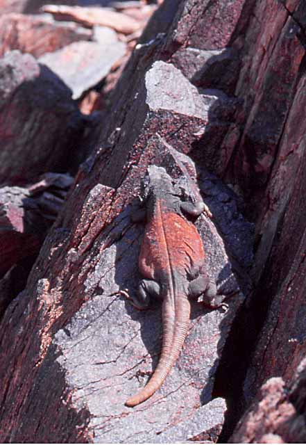 chuckwalla