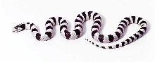 clark co nevada hi white cal king