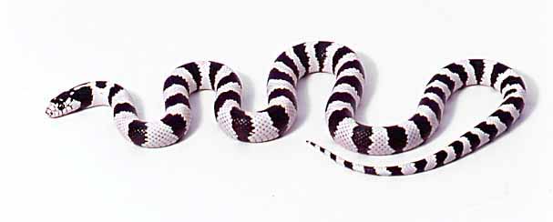 clark co nevada hi white cal king