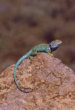 male collared lizard