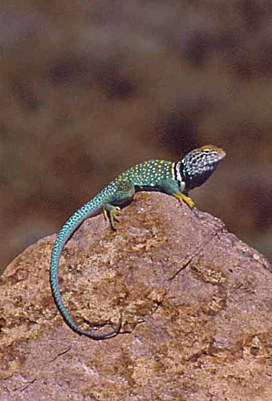 male collared lizard