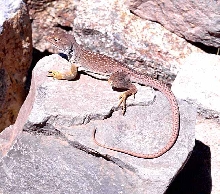 collarless female collared lizard