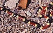 coral snake and dinner guest