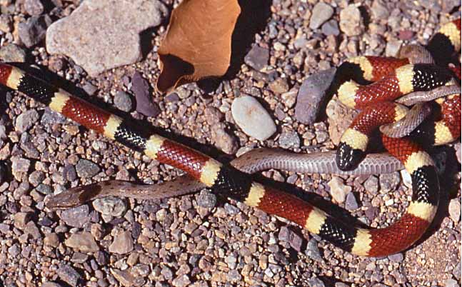 coral snake and dinner guest