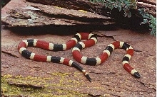 arizona coral snake