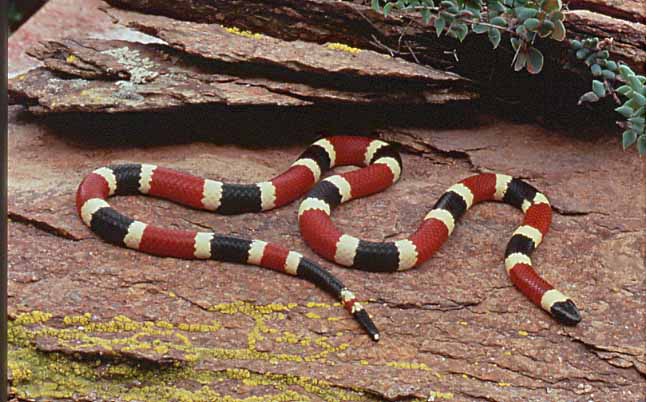 arizona coral snake