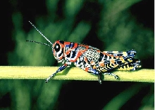 rainbow grashopper