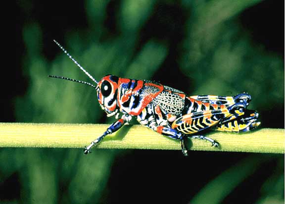 rainbow grashopper