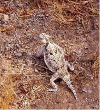 desert horned lizard