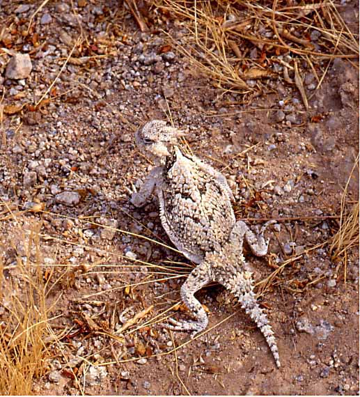 desert horned lizard