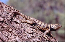 desert spiny lizard, s. magister